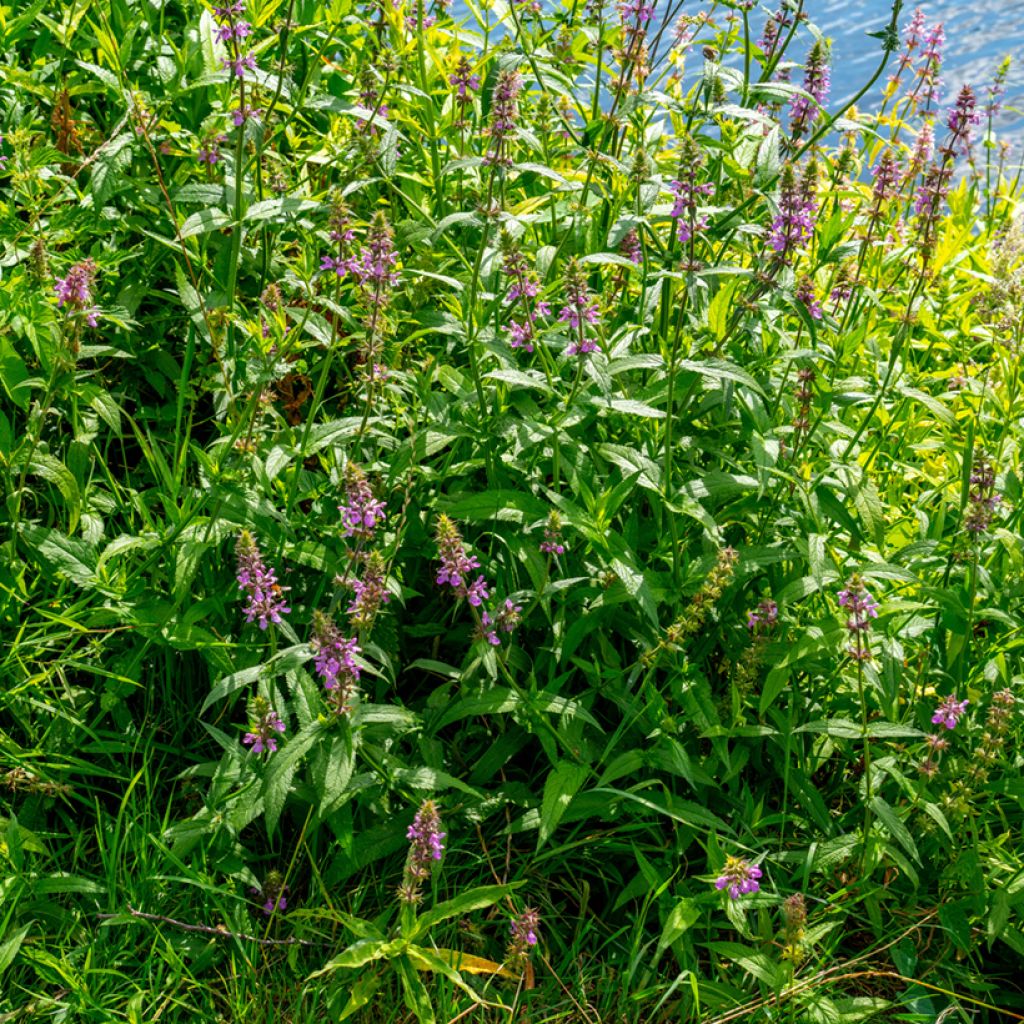 Sumpf-Ziest - Stachys palustris