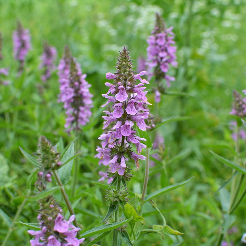 Sumpf-Ziest - Stachys palustris