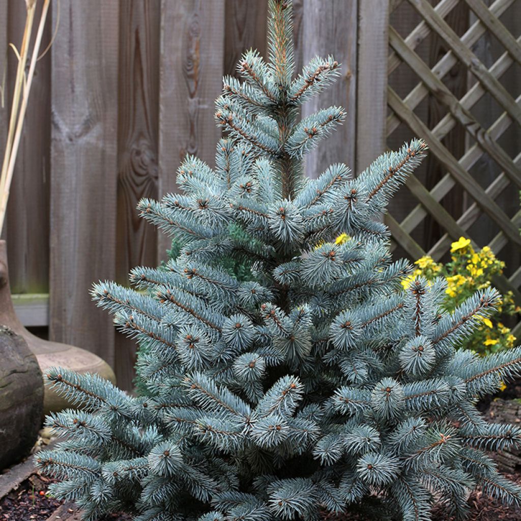 Picea pungens Blue Mountain