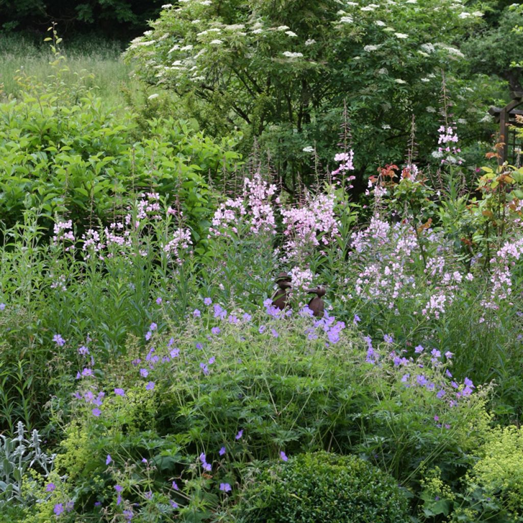 Epilobium angustifolium Stahl Rose - Schmalblättriges Weidenröschen