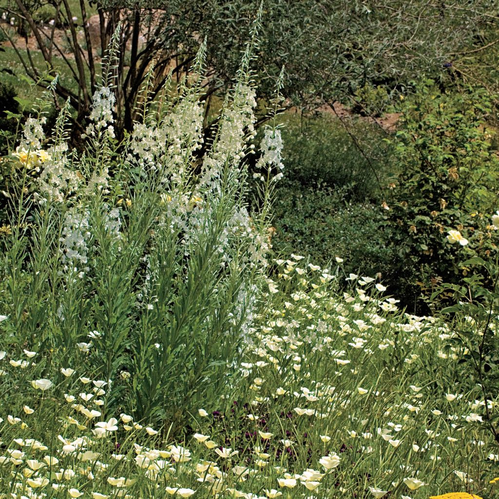 Epilobium angustifolium Album - Schmalblättriges Weidenröschen