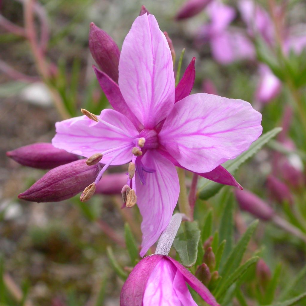 Epilobium fleischeri - Kies-Weidenröschen