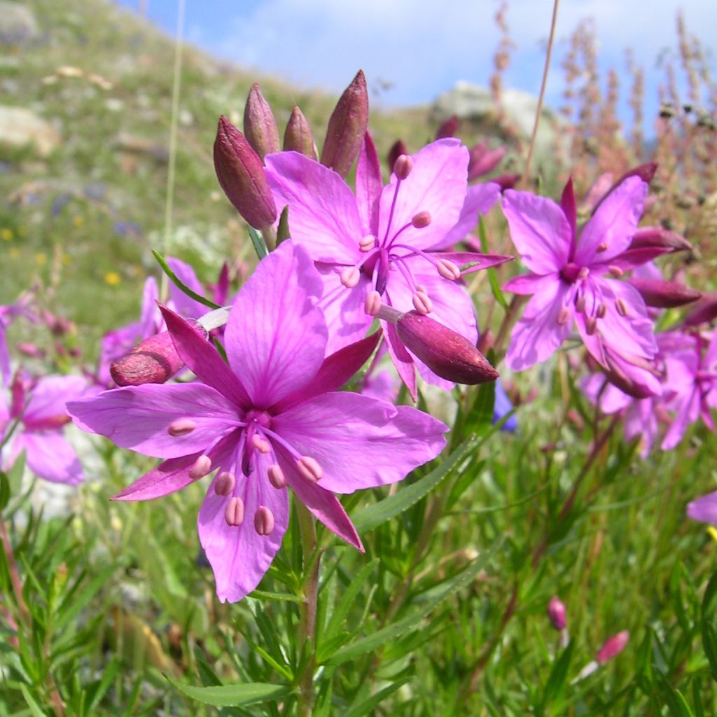 Epilobium fleischeri