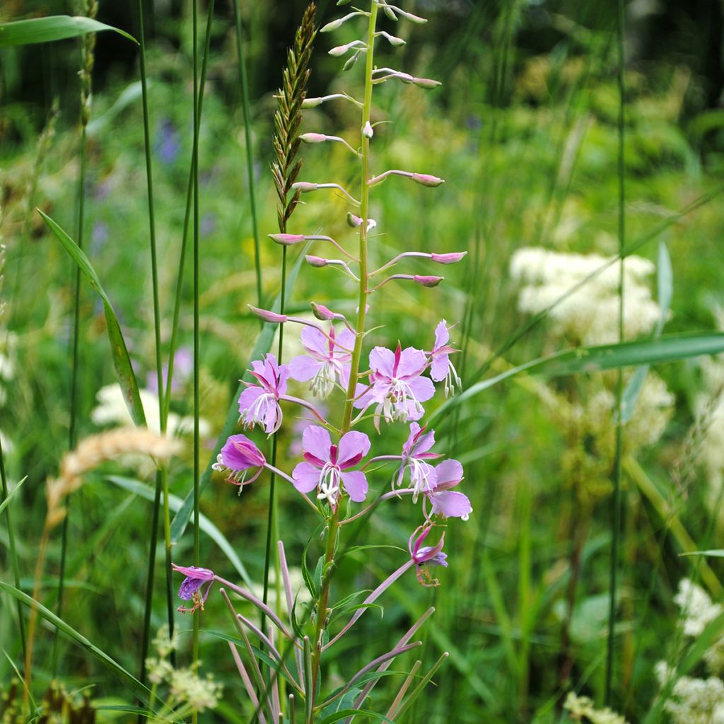 Epilobium fleischeri - Kies-Weidenröschen