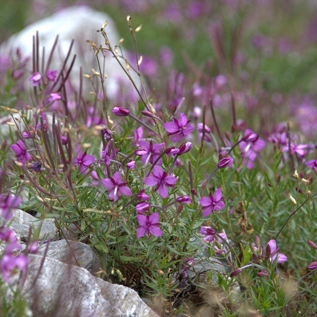 Epilobium fleischeri - Kies-Weidenröschen