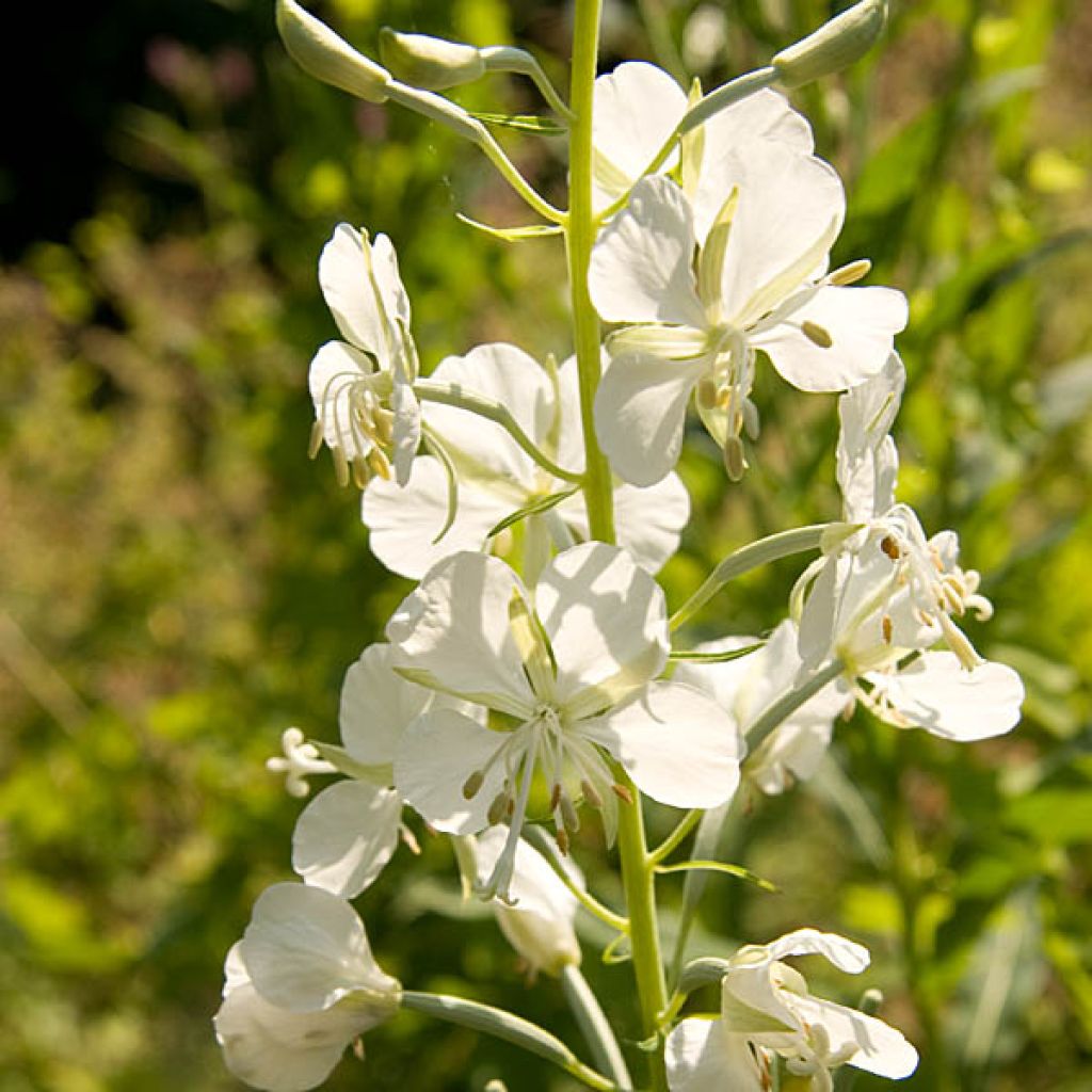 Epilobium angustifolium Album - Schmalblättriges Weidenröschen