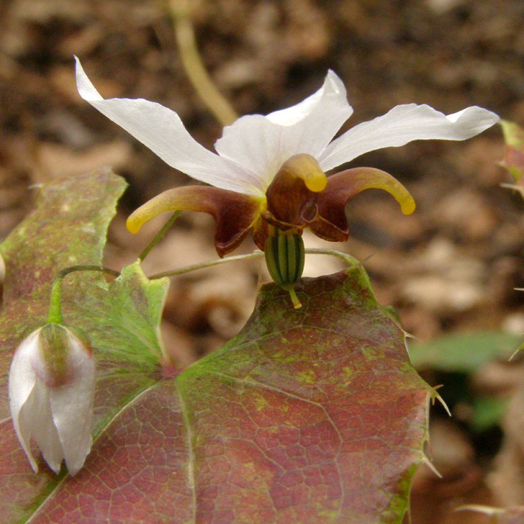 Epimedium Amanogawa - Elfenblume