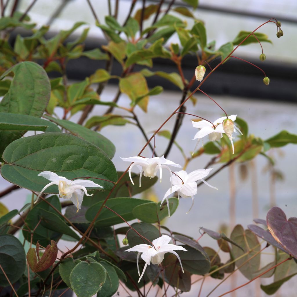 Epimedium Arctic Wings - Elfenblume