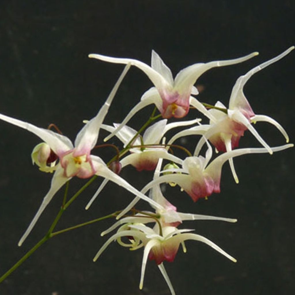 Fleur des Elfes, Epimedium Domino