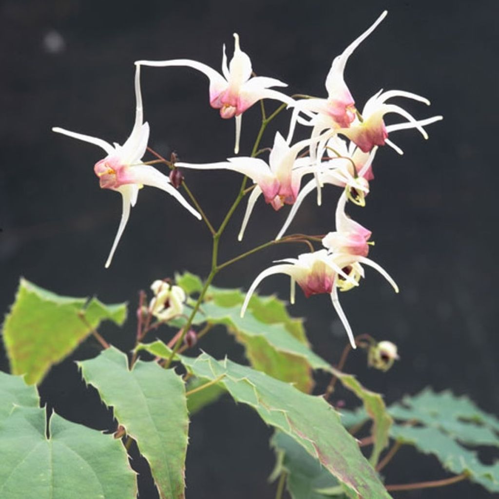 Epimedium Domino - Elfenblume