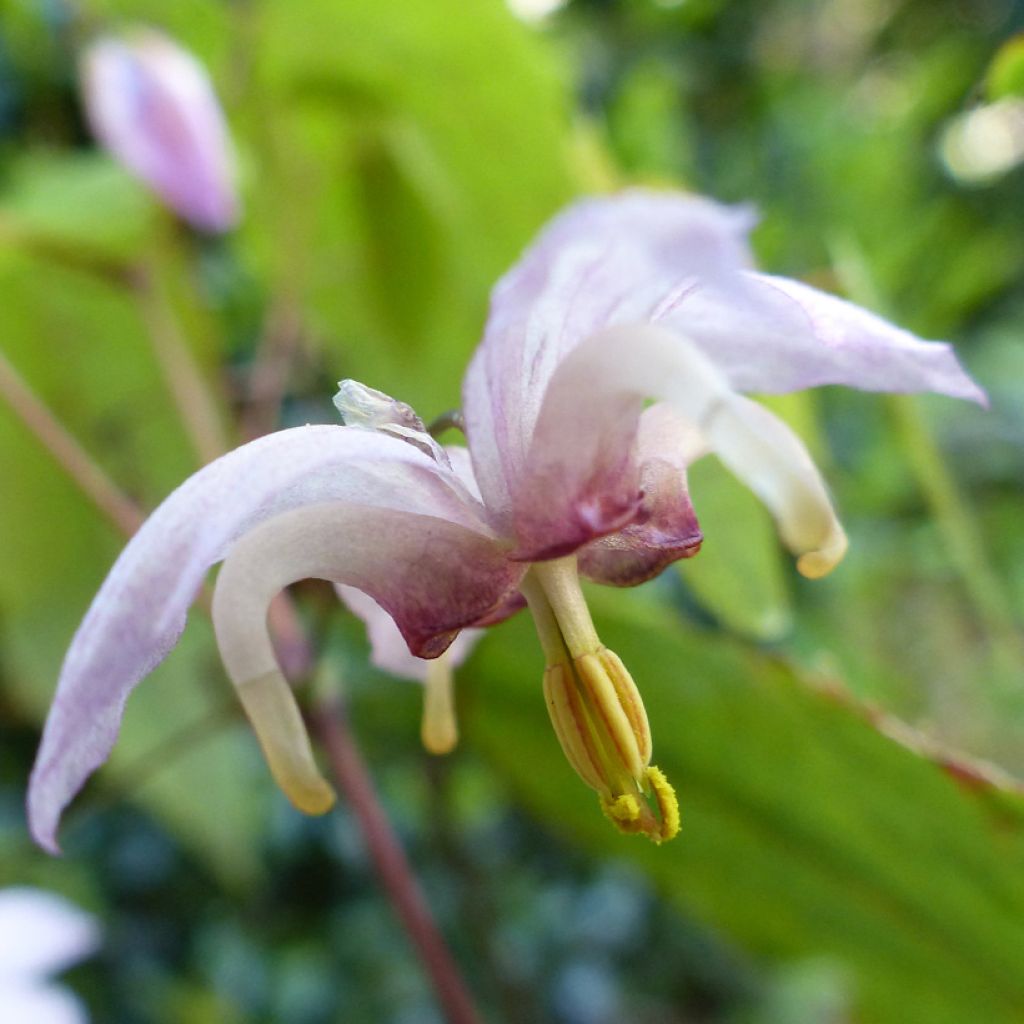 Epimedium Enchantress - Elfenblume