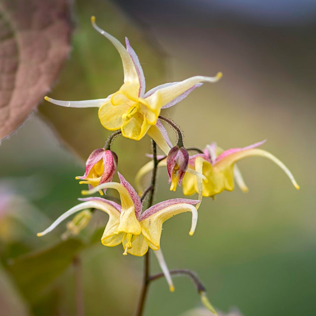 Epimedium Fire Dragon - Elfenblume