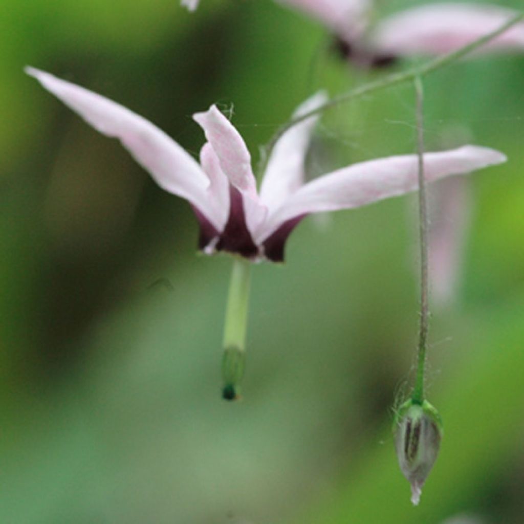 Epimedium fargesii Pink Constellation - Elfenblume