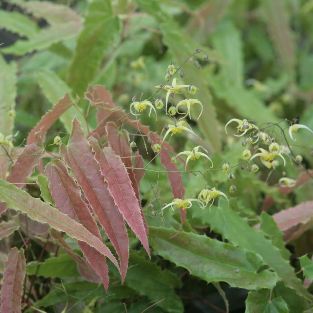 Epimedium Sphinx Twinkler - Elfenblume