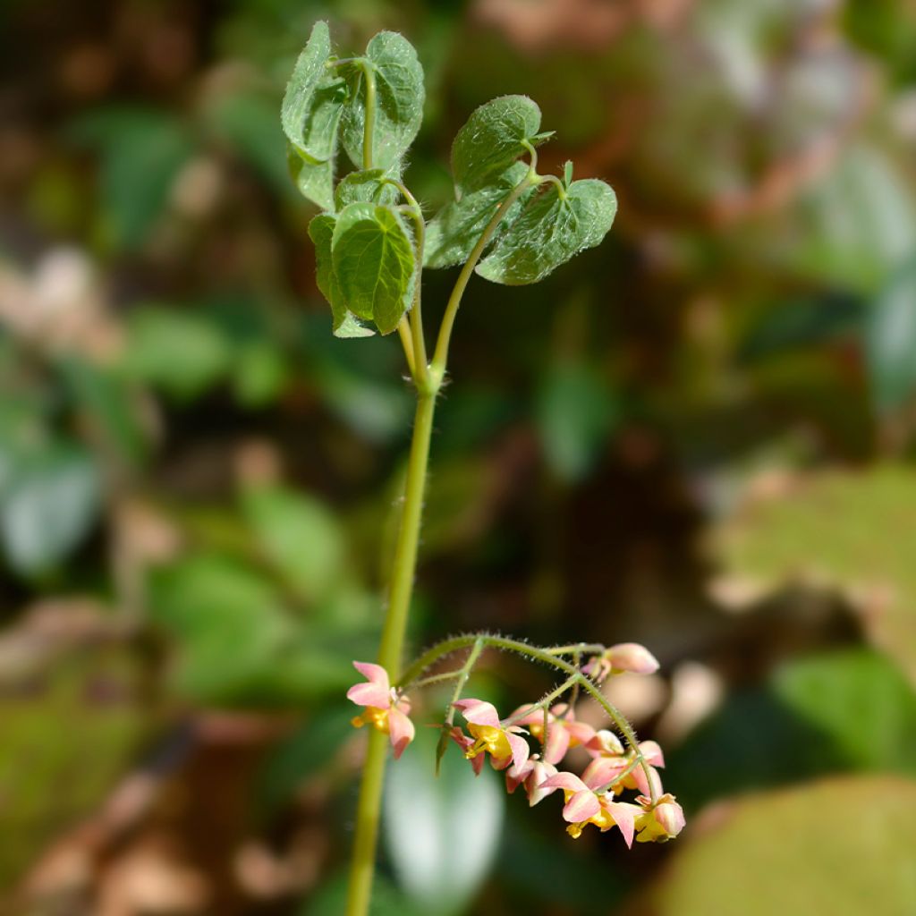 Epimedium alpinum - Alpen-Sockenblume