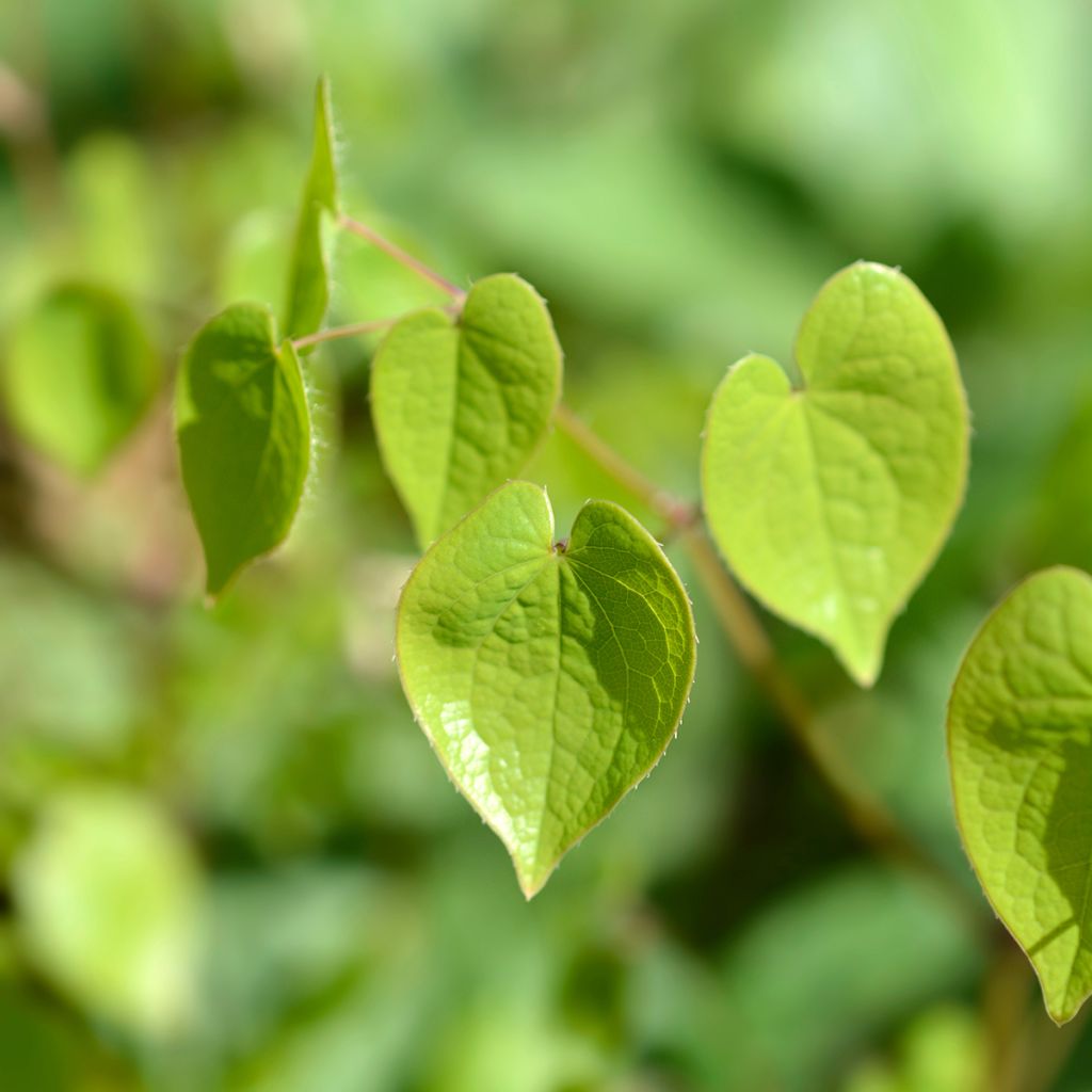 Epimedium alpinum - Alpen-Sockenblume