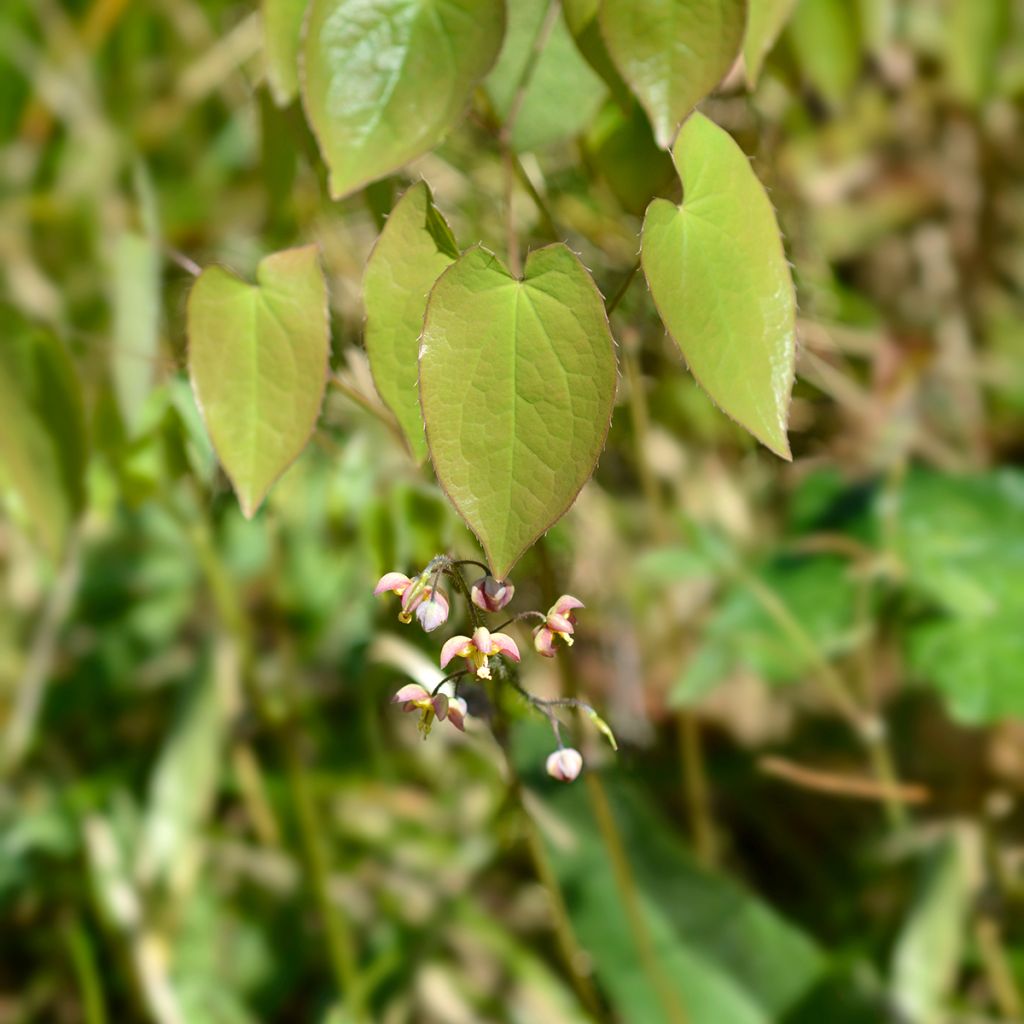 Epimedium alpinum - Alpen-Sockenblume