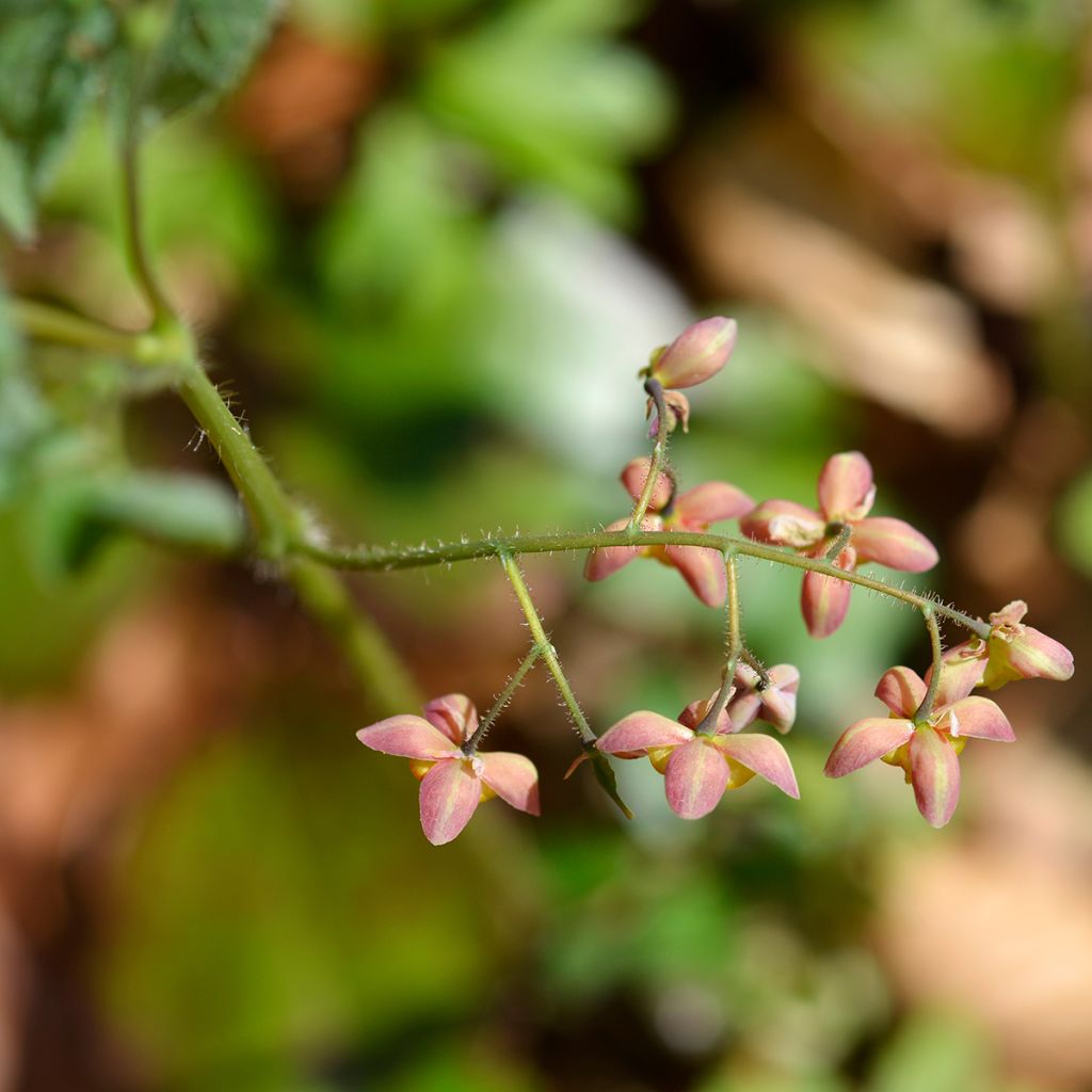 Epimedium alpinum - Alpen-Sockenblume