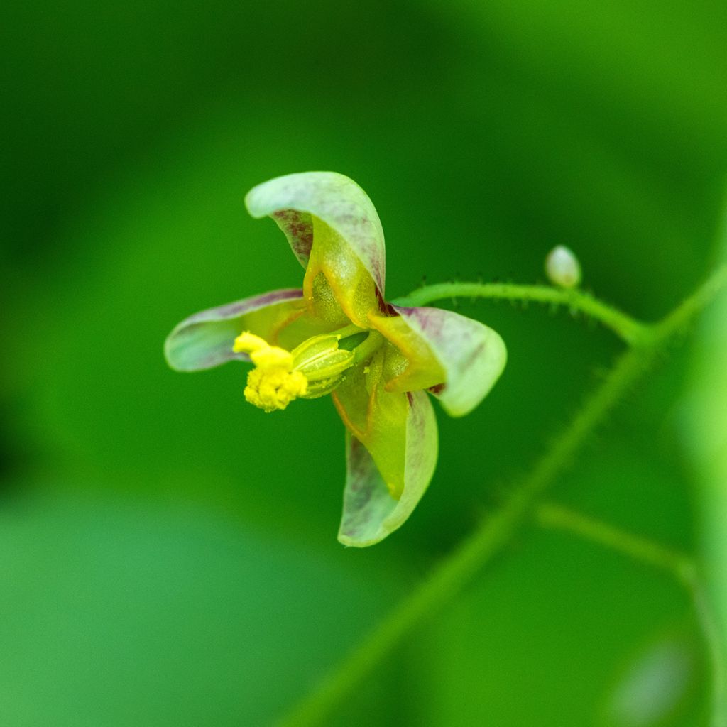 Epimedium alpinum - Alpen-Sockenblume