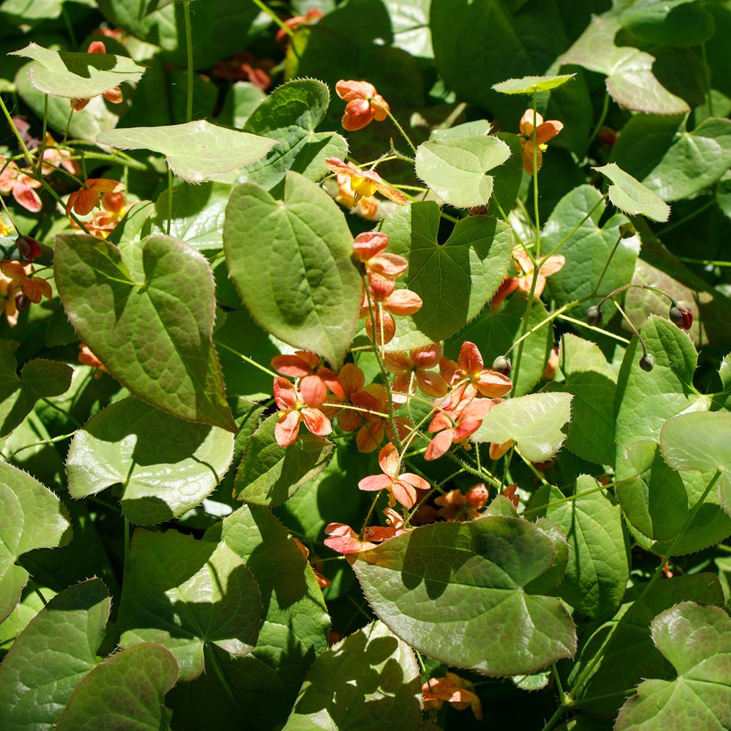 Epimedium alpinum - Alpen-Sockenblume