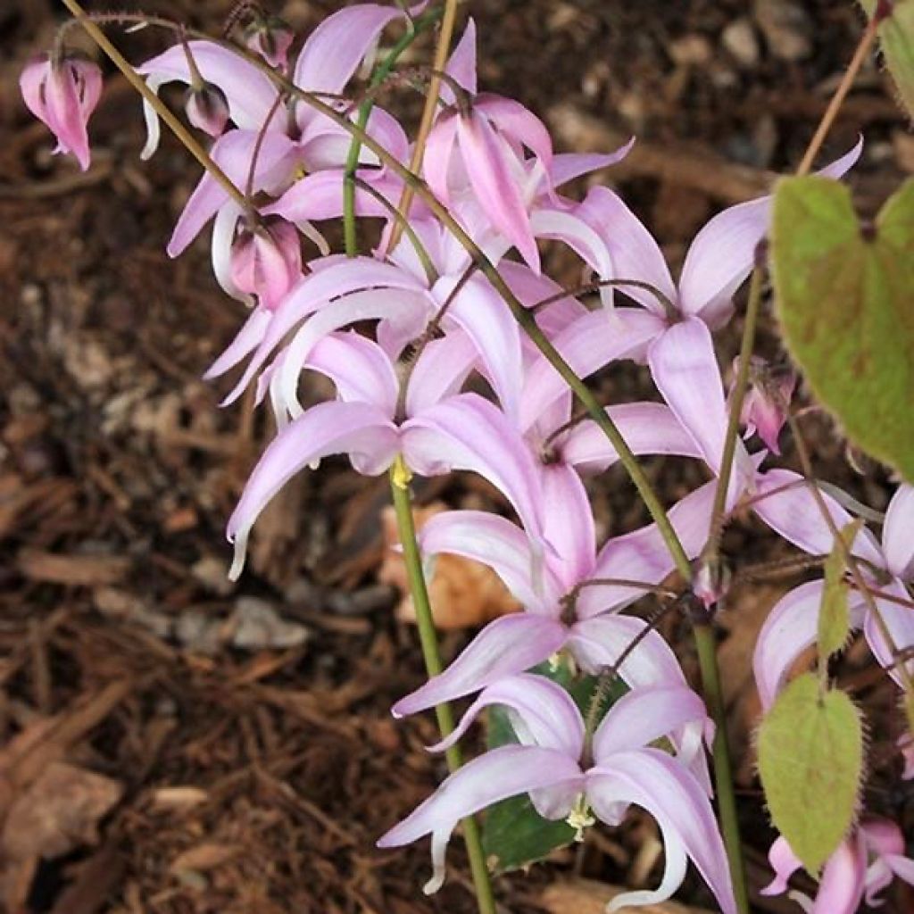 Epimedium brachyrrhizum - Elfenblume