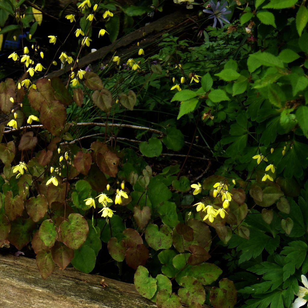 Epimedium campanulatum - Elfenblume