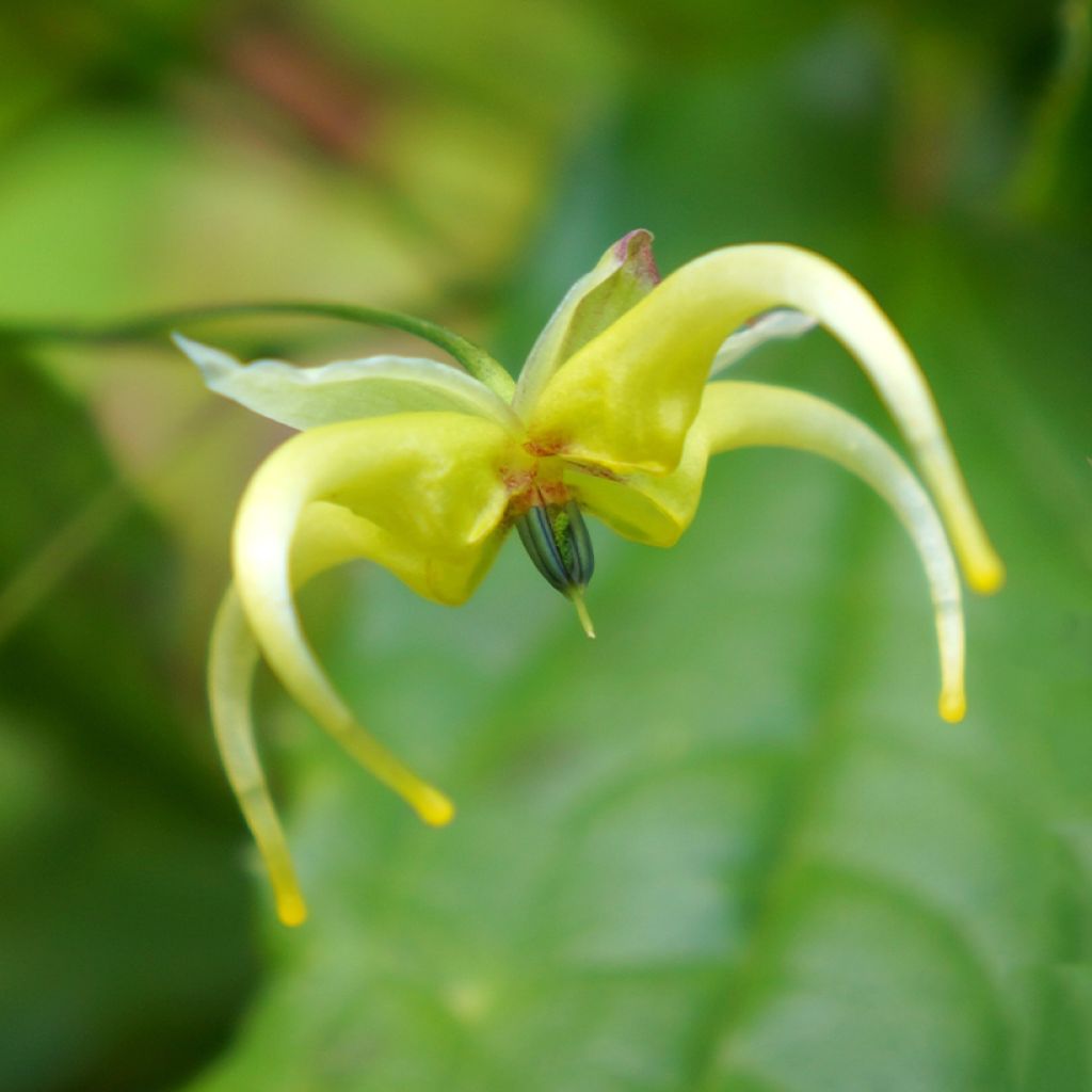 Epimedium chlorandrum, Fleur des elfes