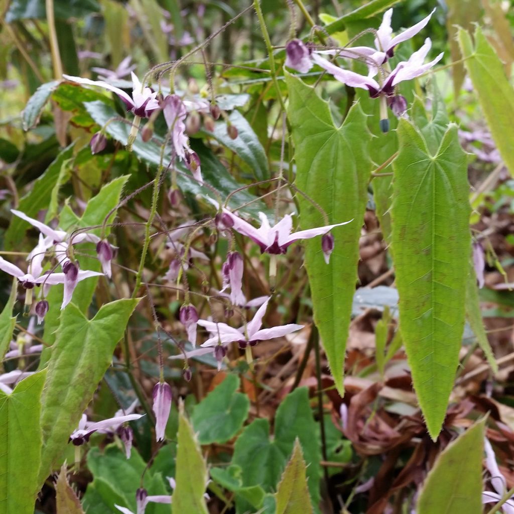 Epimedium fargesii - Elfenblume