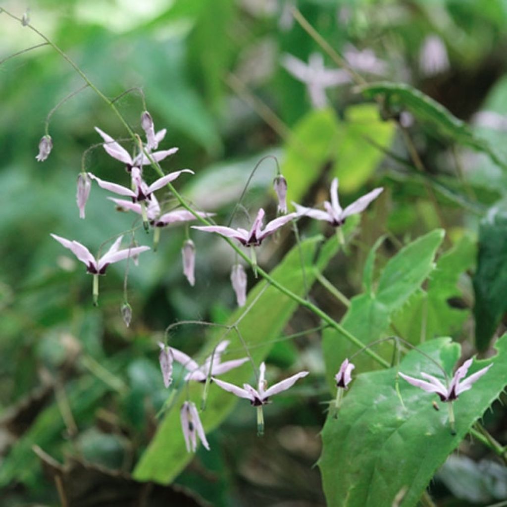 Fleur des Elfes, Epimedium fargesii Pink Constellation