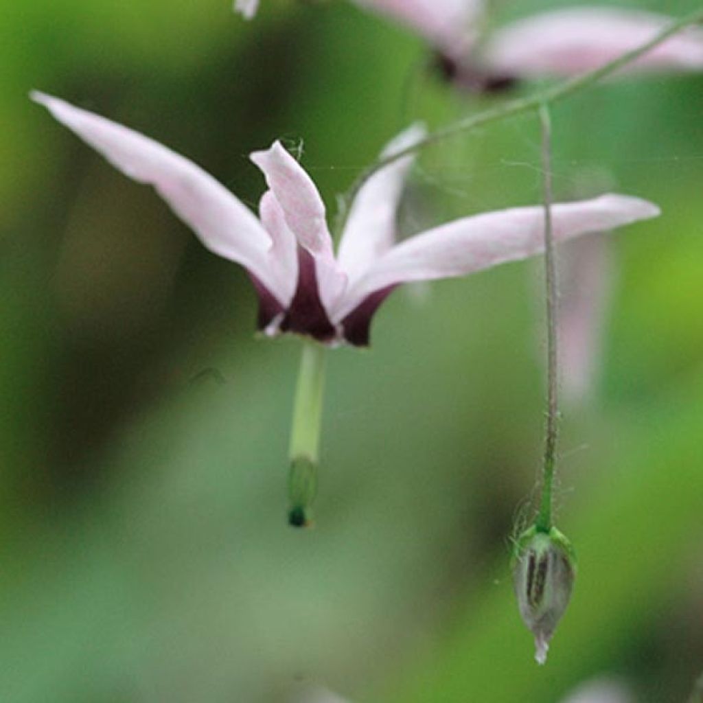 Fleur des Elfes, Epimedium fargesii Pink Constellation