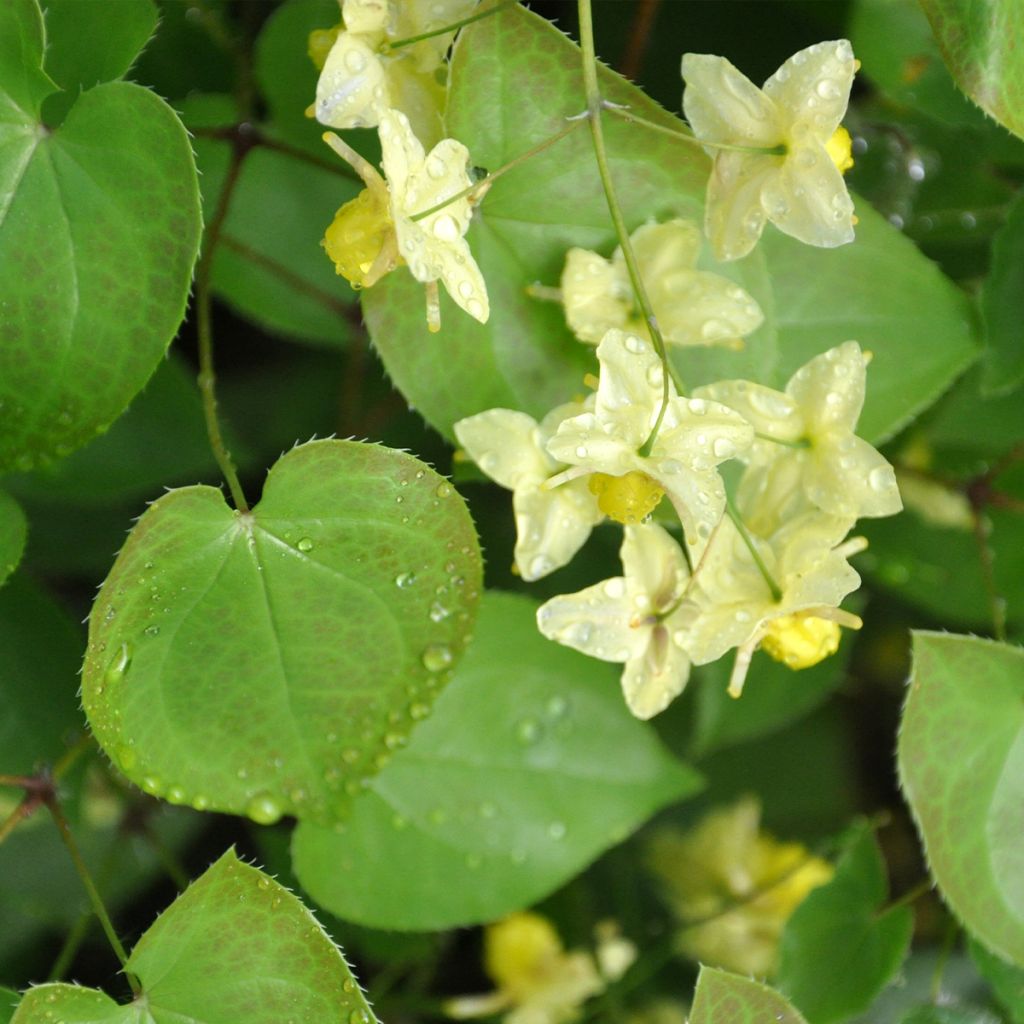 Epimedium flavum - Elfenblume