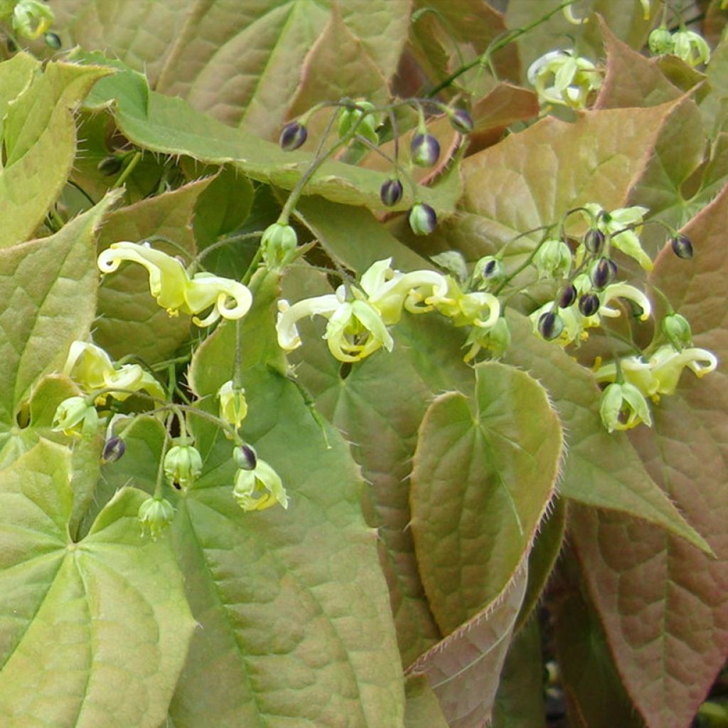 Epimedium francheti Brimstone Butterfly - Elfenblume