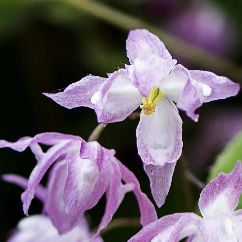 Epimedium grandiflorum Beni-kujaku - Großblumige Elfenblume