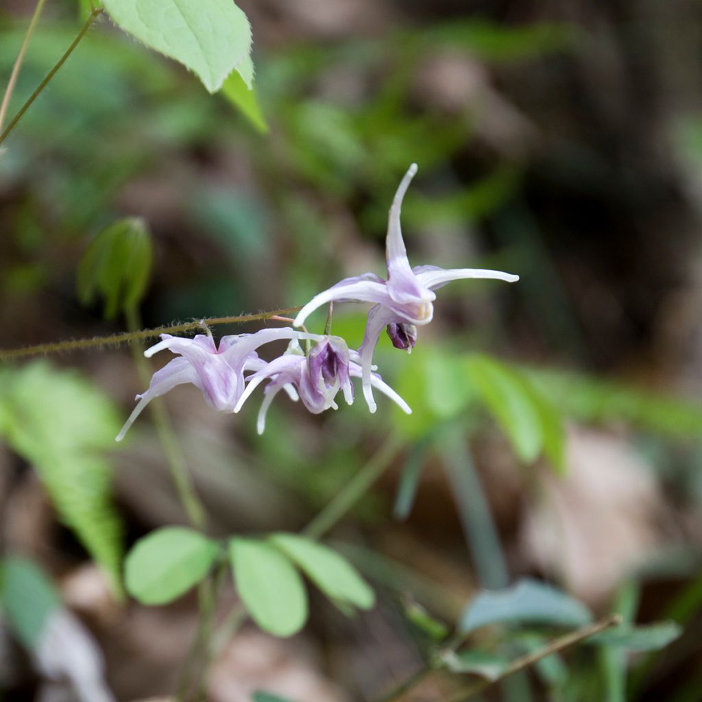 Epimedium grandiflorum - Großblumige Elfenblume