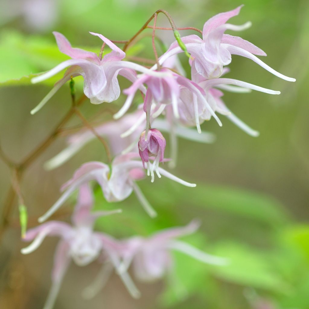 Epimedium grandiflorum - Großblumige Elfenblume