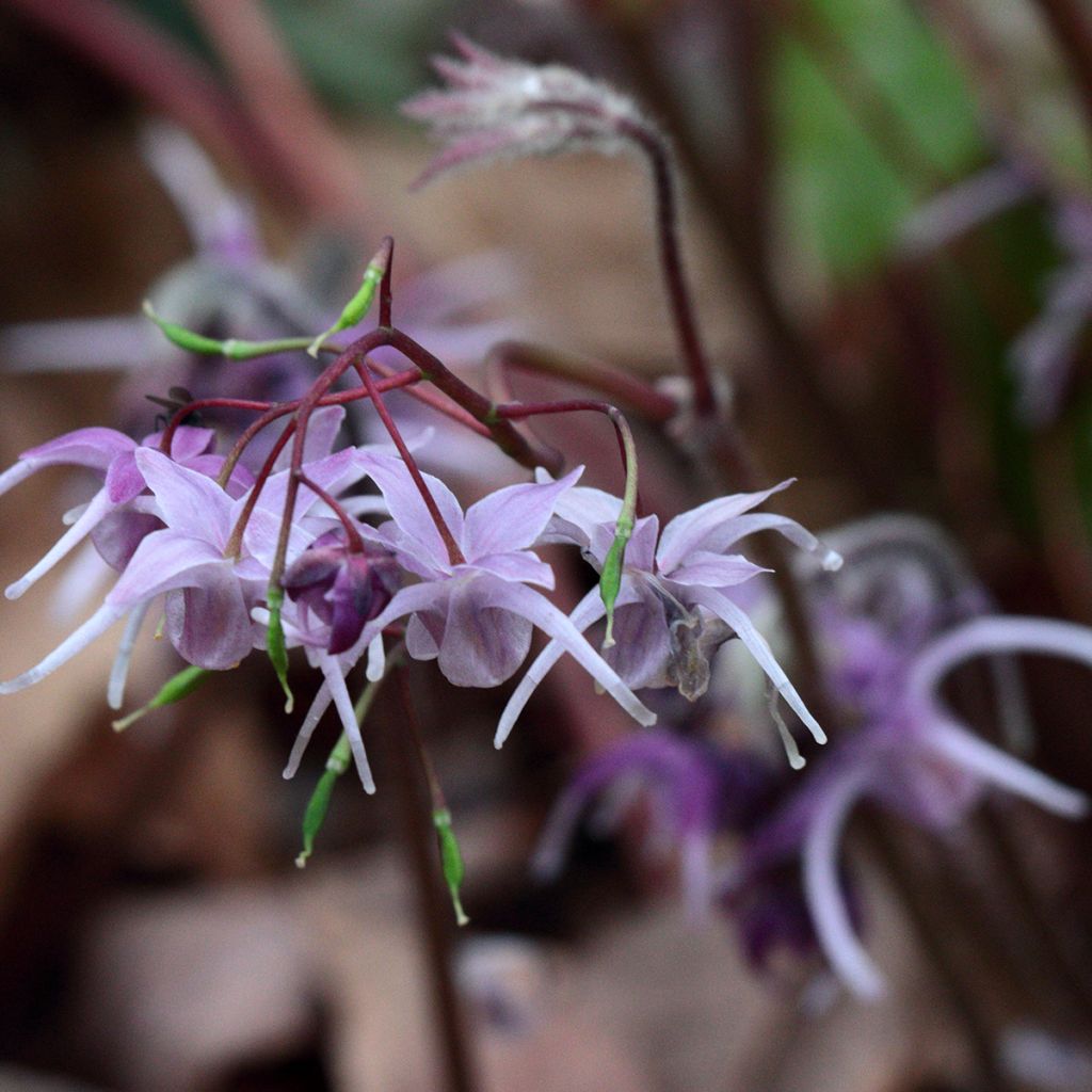 Epimedium grandiflorum - Großblumige Elfenblume