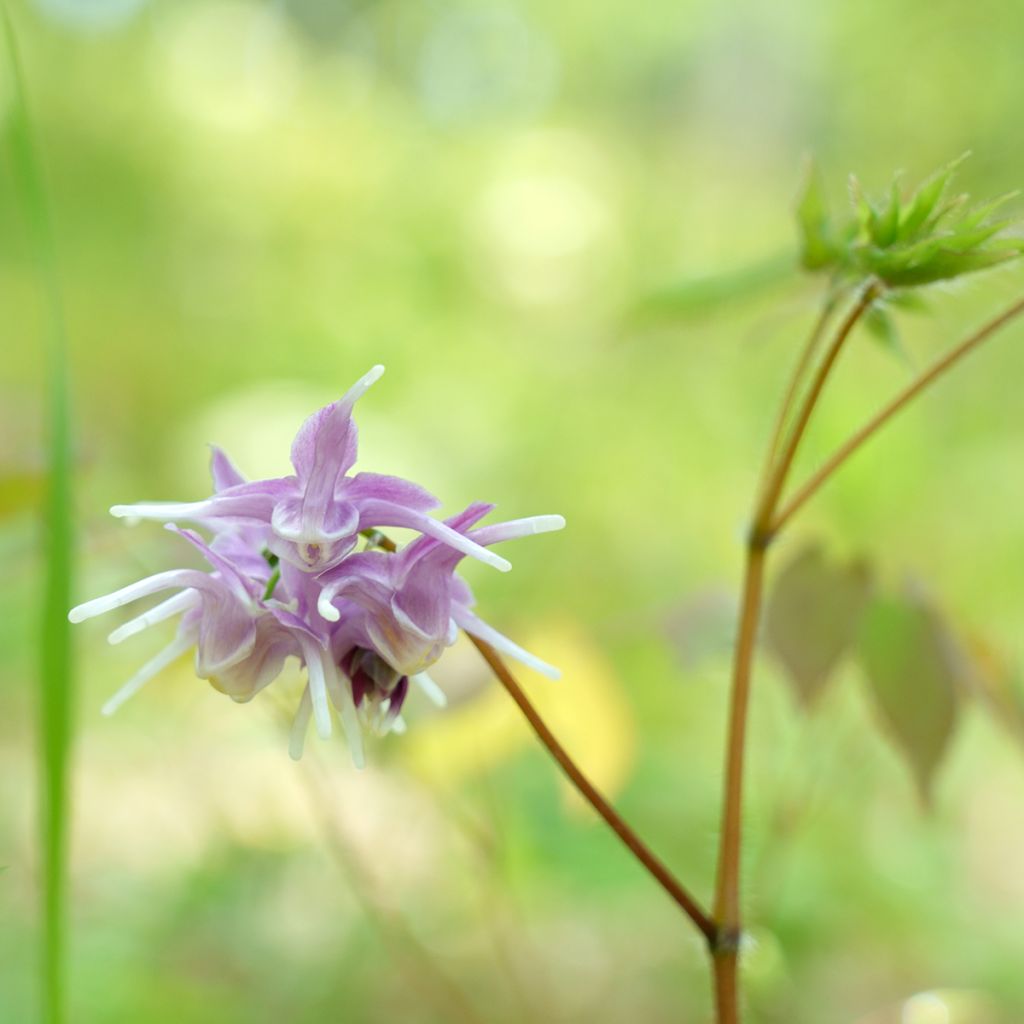 Epimedium grandiflorum - Großblumige Elfenblume