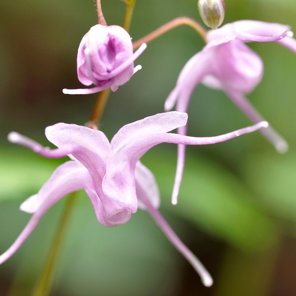 Epimedium grandiflorum - Großblumige Elfenblume