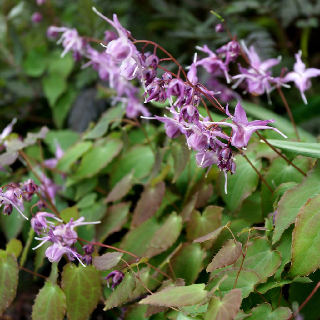 Epimedium grandiflorum Lilafee - Großblumige Elfenblume