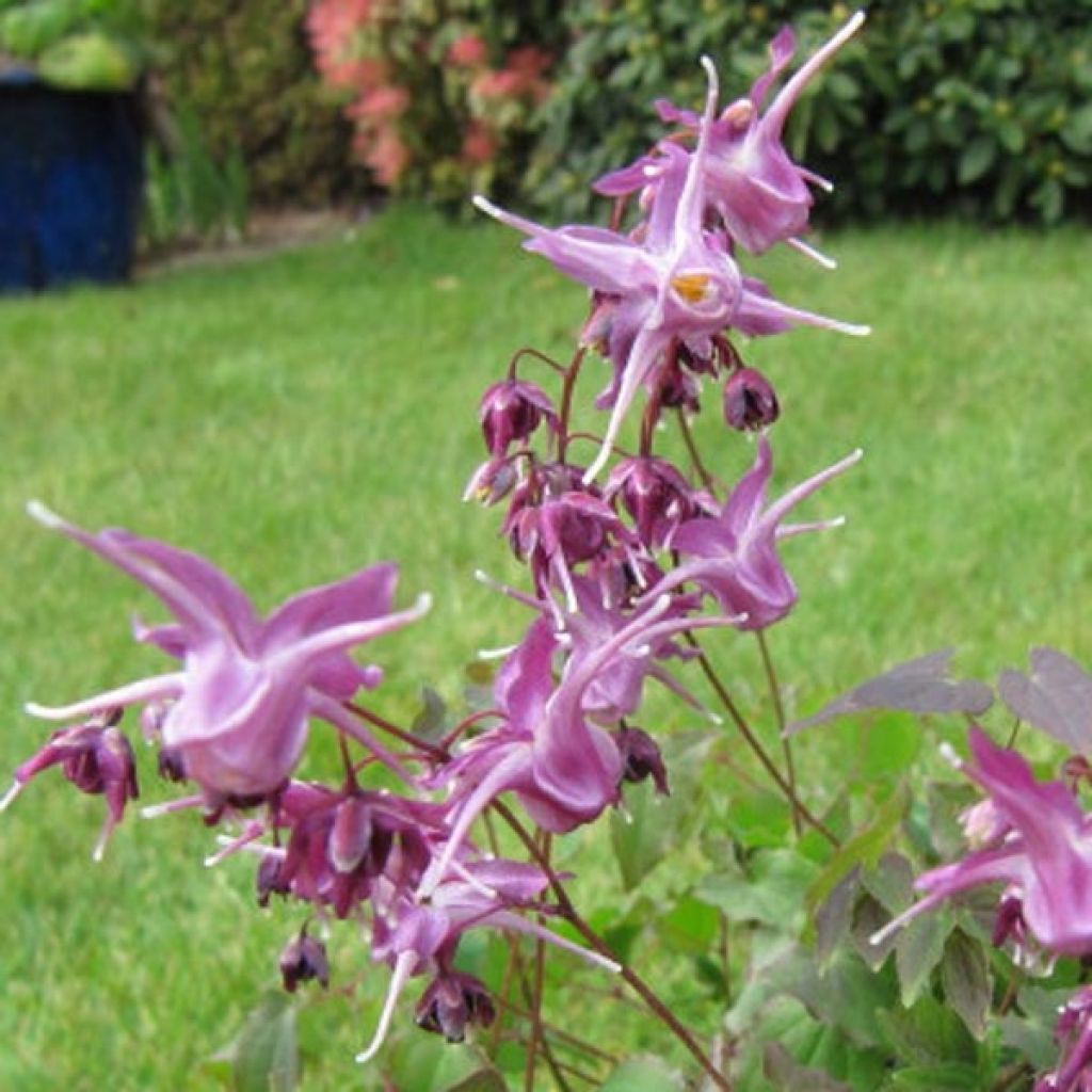 Epimedium grandiflorum Lilafee - Großblumige Elfenblume