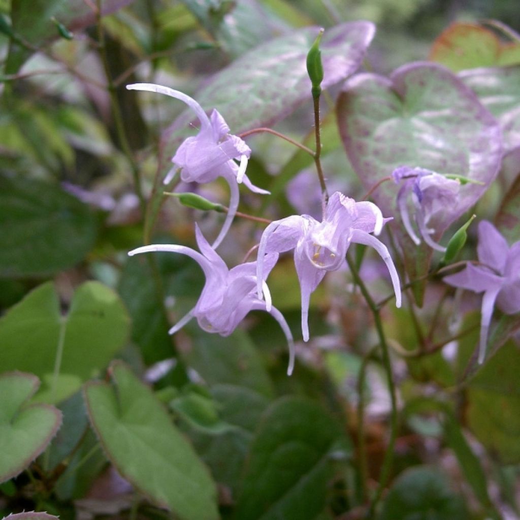 Epimedium grandiflorum - Großblumige Elfenblume