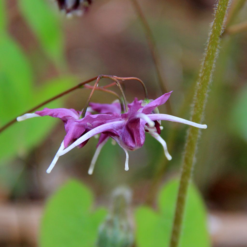 Epimedium grandiflorum Pretty in Pink - Großblumige Elfenblume