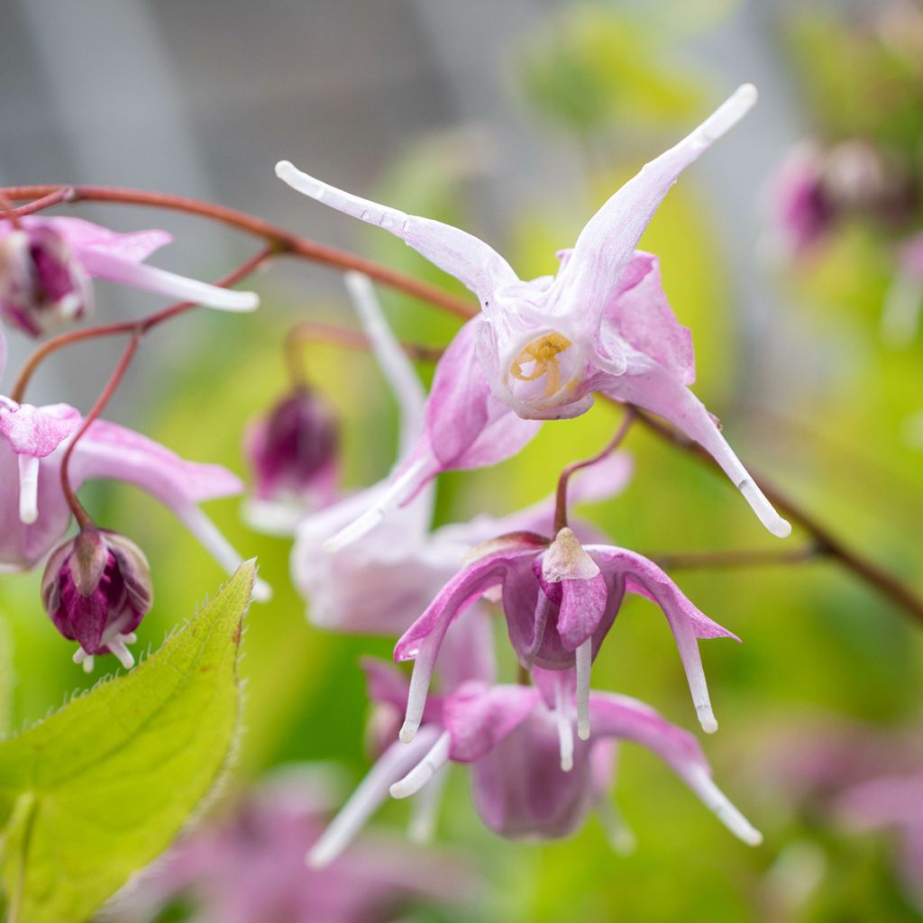 Epimedium hybride Pretty in Pink - Fleur des Elfes