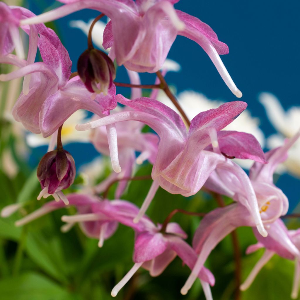 Epimedium grandiflorum Pretty in Pink - Großblumige Elfenblume