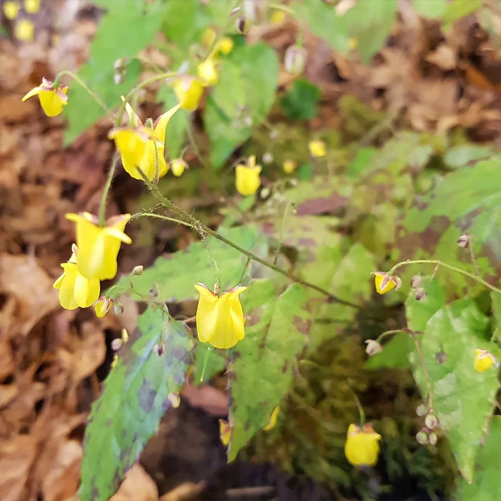 Epimedium platypetalum Sunny and Share - Elfenblume