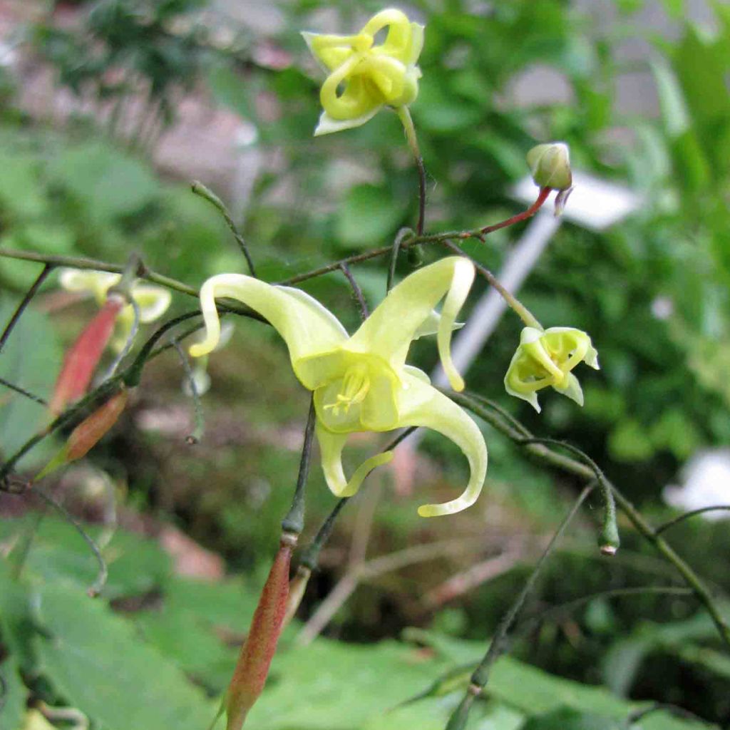 Epimedium ilicifolium, Fleur des elfe