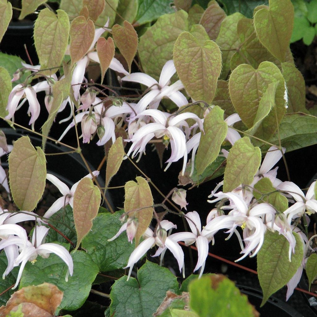 Epimedium leptorrhizum - Elfenblume