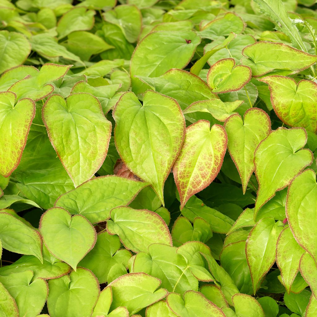 Epimedium perralchicum Fröhnleiten - Elfenblume