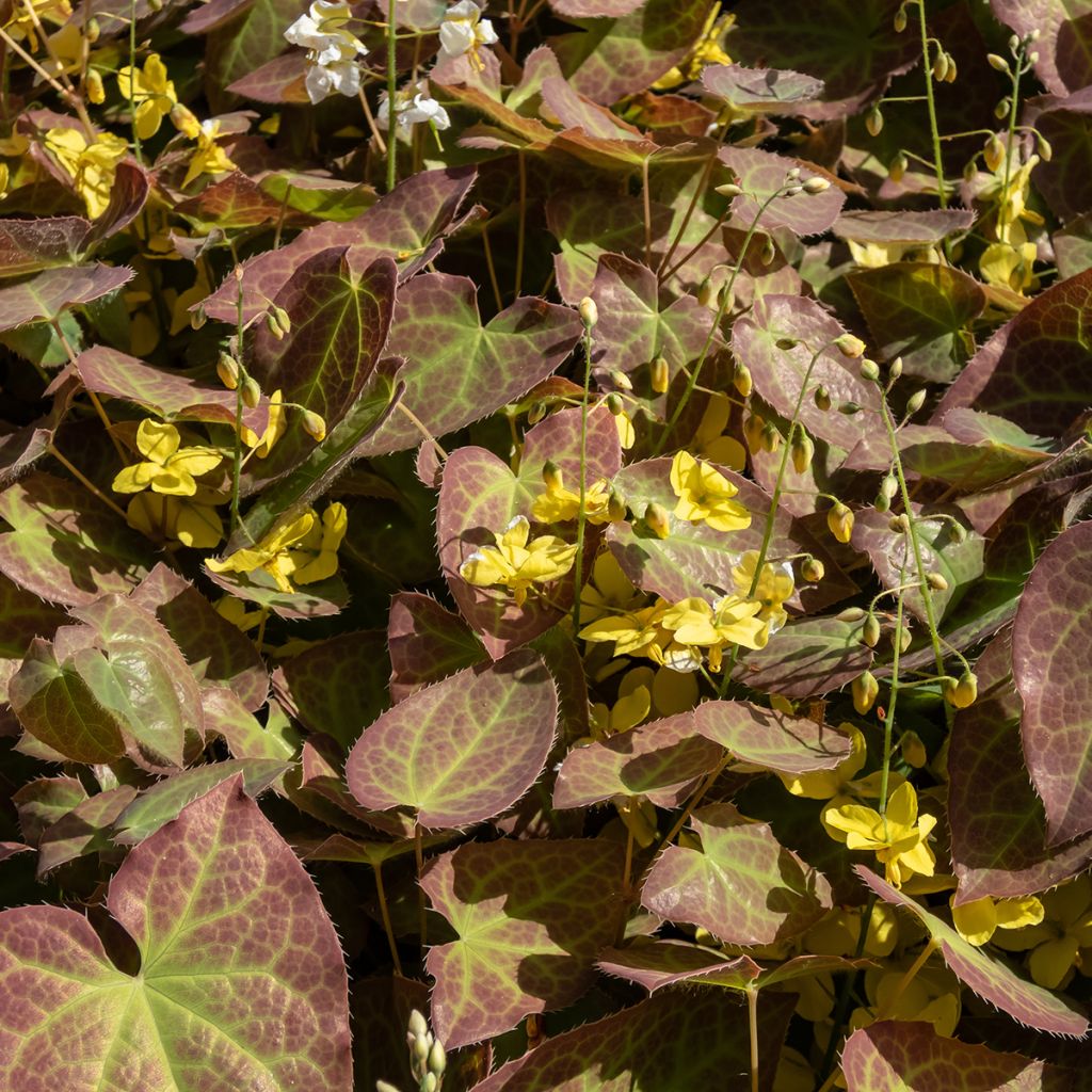 Epimedium perralchicum Fröhnleiten - Elfenblume