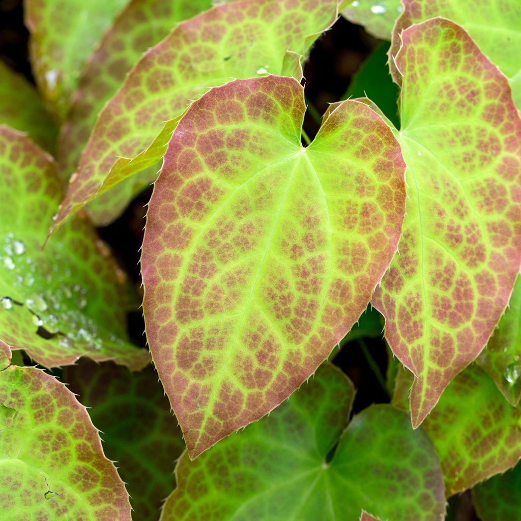 Epimedium perralchicum Fröhnleiten - Elfenblume